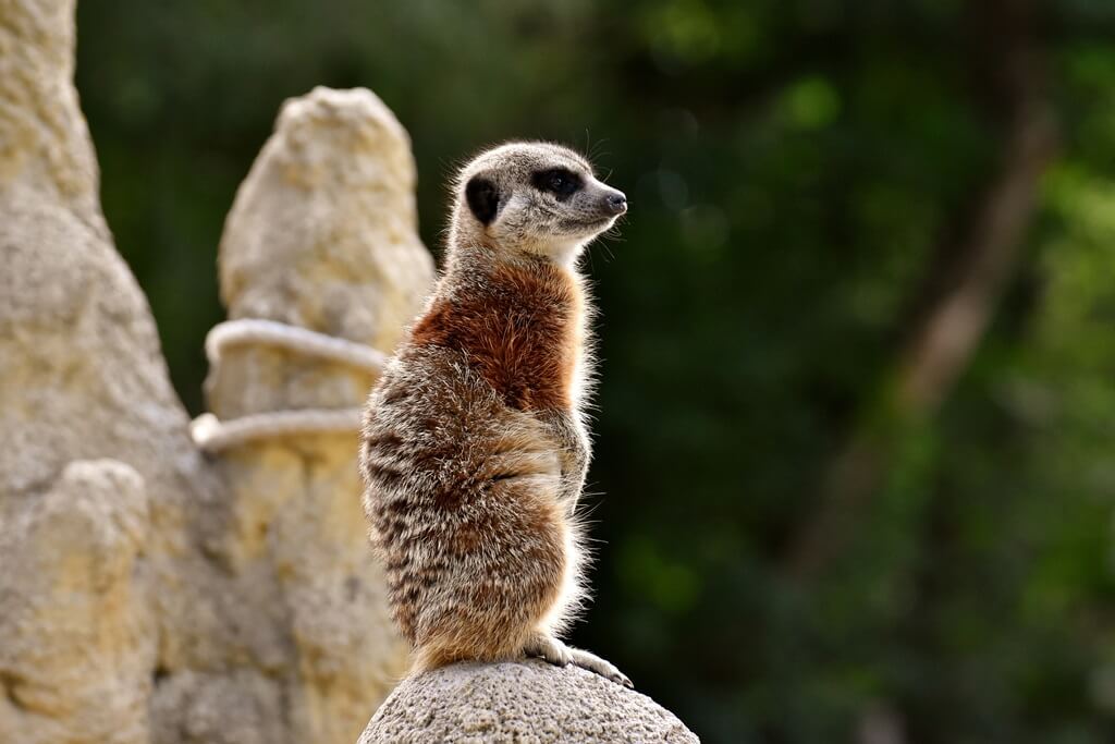 Ein Erdmännchen auf einem Stein